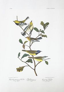 John James Audubon (After) - Black Throated Green Warbler