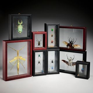 (9) Shadow box displays of insect specimens