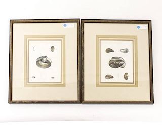 Pair of Mollusk Lithographs, Oyster and Clam