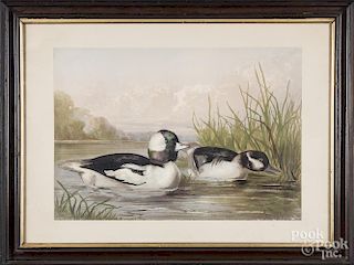 Five chromolithographs of ducks and quail, after Pope, 14'' x 20''.