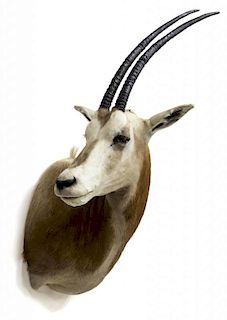 SCMITAR-HORNED ORYX TAXIDERMY MOUNT, TEXAS ONLY