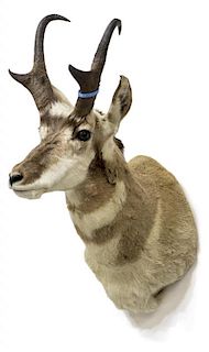 PRONGHORN ANTELOPE TAXIDERMY MOUNT