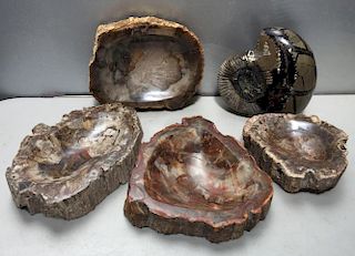 Decorator Lot of Petrified Wood and Fossil.
