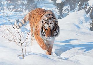 TERRY ISAAC (b. 1958), Tiger in the Snow (1997)