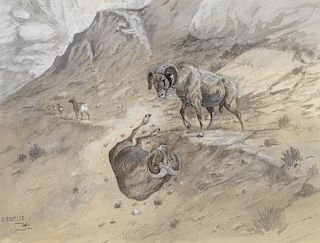 OLAF C. SELTZER (1877-1957), Big Horn Sheep Battle (1901)