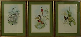 J GOULD AND RICHTER HAND COLORED LITHOGRAPHS THREE