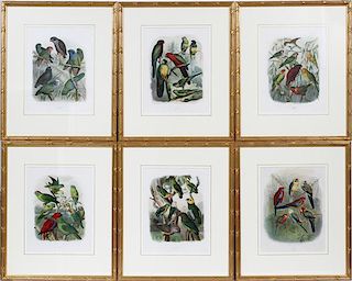LITHOGRAPHS OF PARROTS SET OF 6