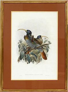 AFTER J.G. KEULEMANS COLORED LITHOGRAPH