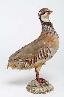 Vintage Taxidermy Partridge Bird