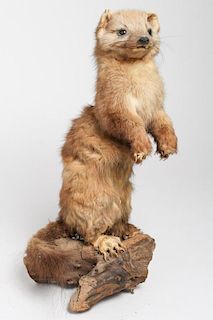 Vintage Taxidermy Mink or Weasel on Log Base