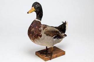 Vintage Taxidermy Mallard Duck