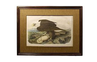 Audubon "White-Headed Eagle", Bien Edition, c.1860