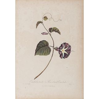 Thornton Botanical Hand-Colored Engravings, Narcissus Bursting from its Spatha and Convolvulus Tricolor
