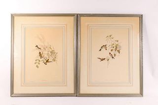 Pair of 19th C. Hand Colored Lithos, After Gould
