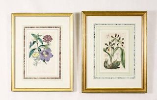 Pair of Hand Colored 19th C. Botanical Prints