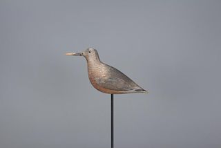 Red Knot John Dilley