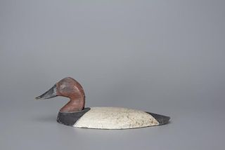 Canvasback Wing Duck