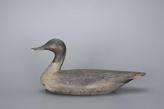 Early High-Head Pintail Drake Phineas Reeves (1833-1896)