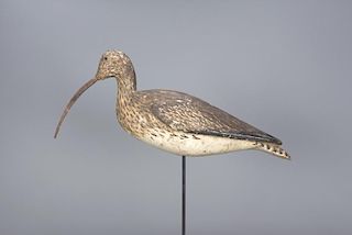 Long-Billed Curlew Christo Earnest