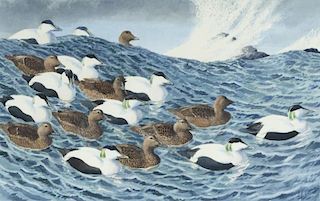Charles Frederick Tunnicliffe (1901-1979) Flock of Male and Female Eider
