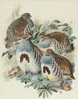 Charles Frederick Tunnicliffe (1901-1979) Partridges