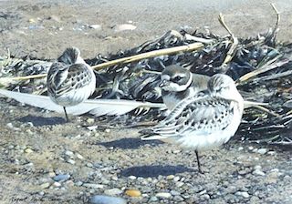 Robert Verity Clem (1933-2010) Sanderlings and Piping Plover
