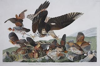 after John James Audubon (1785-1851) Virginian Partridge, (No. 16, Plate LXXVI), 1830