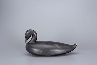 Preening Black Duck Samuel Smith Toothaker (1903-1974)
