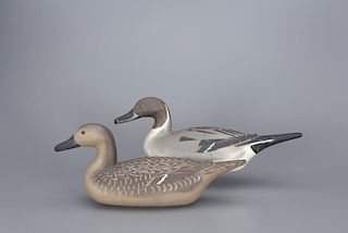 Pair of Pintails