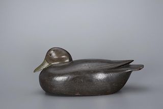 Tucked-Head Black Duck Jess Heisler (1891-1943)