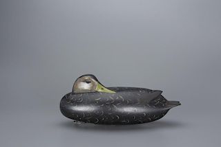 Sleeping Black Duck William H. Quinn (1915-1969)