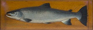 Atlantic Salmon Model