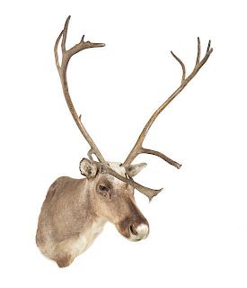 A Taxidermy Caribou Shoulder Mount Height approximately 60 x width 51 inches.