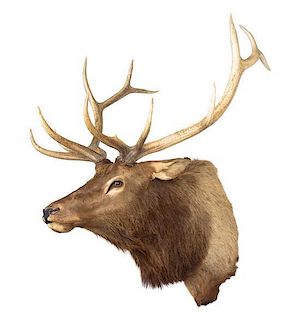 A Taxidermy Elk Shoulder Mount Height approximately 66 inches x width 48 x depth 48 inches.