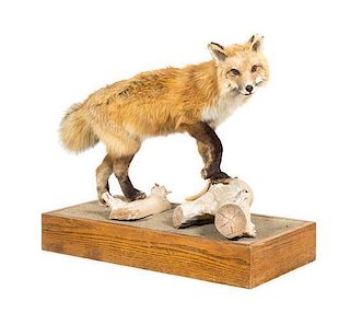A Taxidermy Full Body Fox Mount Height 25 x width 30 inches.