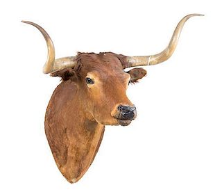 A Taxidermy Longhorn Shoulder Mount. Height approximately 40 inches.