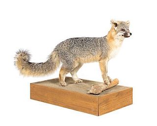 A Taxidermy Full Body Small Spotted Fox Mount Height 22 x width 27 inches.