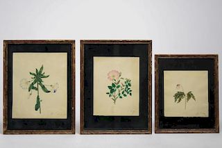 Botanical Watercolors on Paper, 3-19th C.