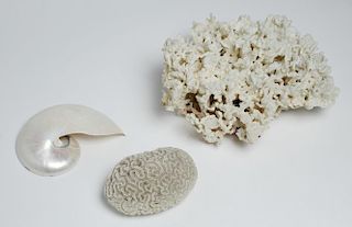 3 Natural History Ocean Corals & Shell