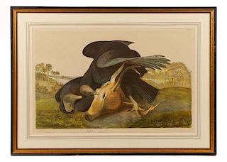 Audubon, "Black Vulture," Bien Edition, 1860
