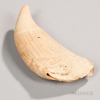 Large Whale's Tooth