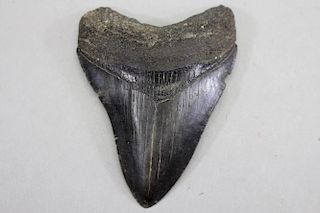 Prehistoric Sharks Tooth
