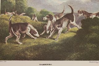 (6) Colored Prints of Sporting Dogs