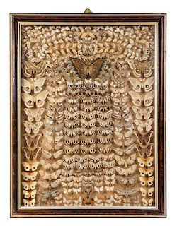 A Victorian Insect Collage, AUGUST EITEL (GERMAN, 1833-1914), Height 37 x width 27 1/2 inches.