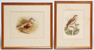 Ornithological Prints- Nightingale & Dotterel