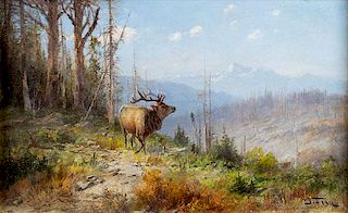 Glacier Park Elk by John Fery