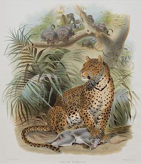 Felis Pardus & Felis Bengalensis by Daniel Giraud Elliot