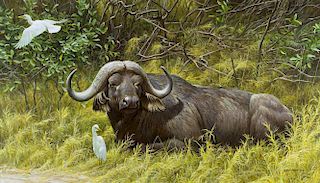 A Resting Place - Cape Buffalo by Robert Bateman