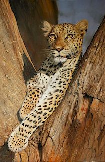 Leopard in Tree, Botswana by Pip McGarry