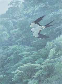 Swallow-Tailed Kite by Robert Bateman